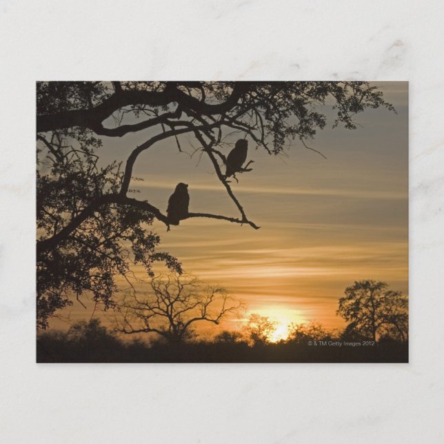 Carte Postale Chouettes géantes (Bubo lacteus) silhouette à (Devant)