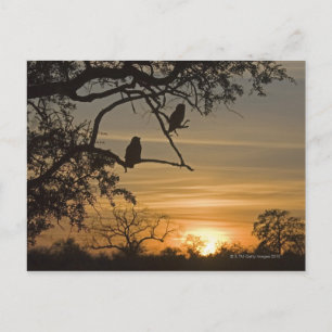 Carte Postale Chouettes géantes (Bubo lacteus) silhouette à