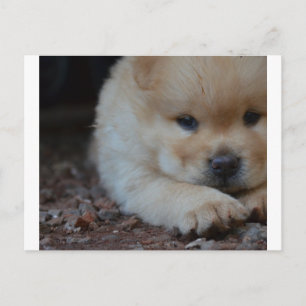 Carte Postale chow chiot.png