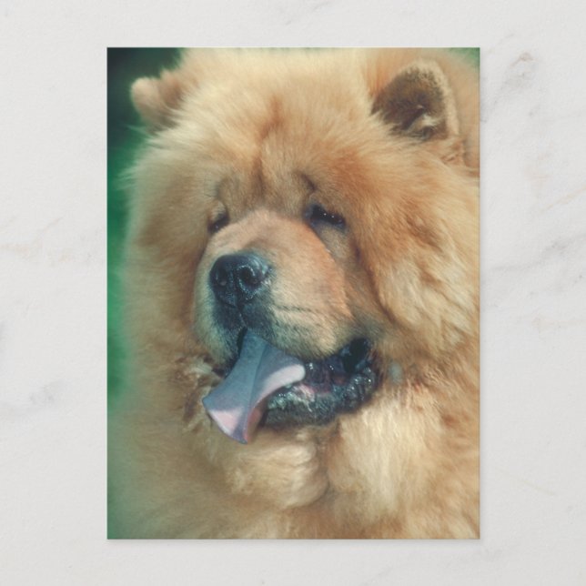 Carte Postale Chow Chow (Devant)