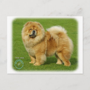 Carte Postale Chow Chow 9B008D-17