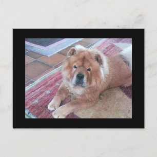 Carte postale Chow Chow Chien