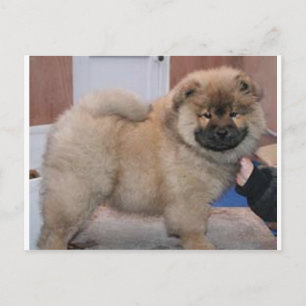 Carte Postale chow chow pup.png
