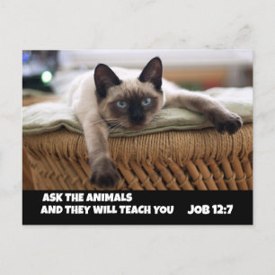 CARTE POSTALE CHRISTIAN CAT POSTCARD JOB 12:7 SIAMESE CAT