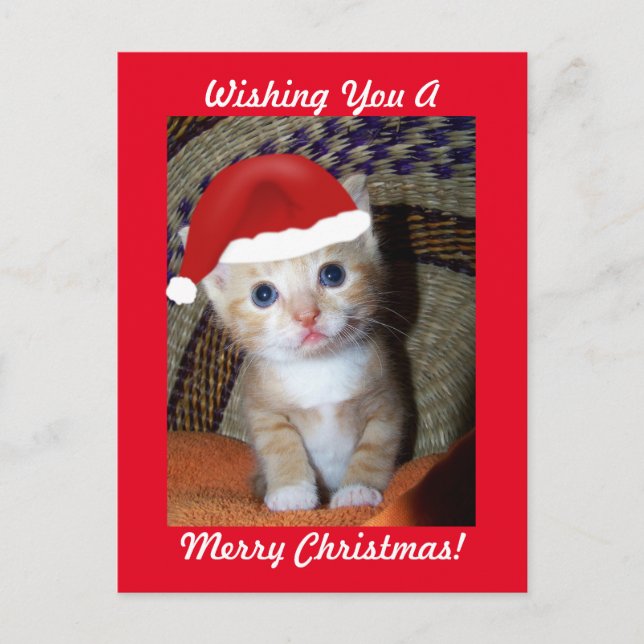 Carte postale Christmas Kitten (Devant)