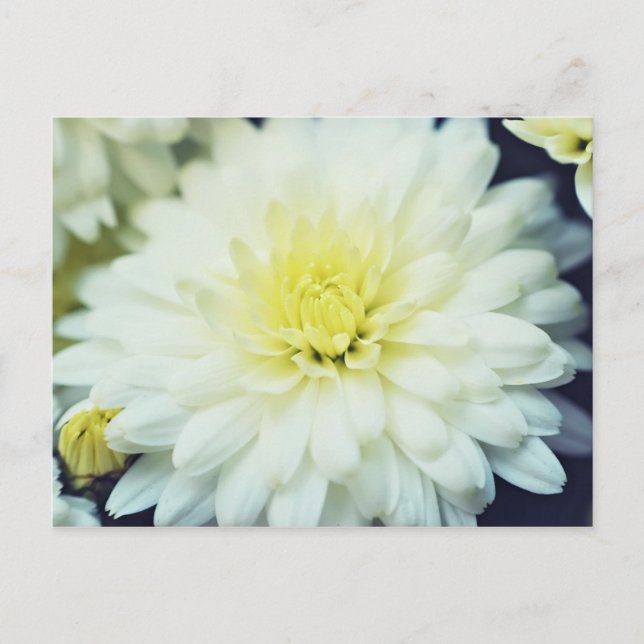 Carte Postale Chrysanthème texturé (Devant)