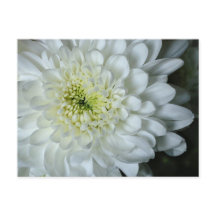Carte postale Chrysanthemum