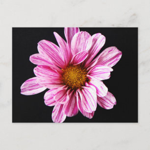 Carte Postale Chrysanthemum Fleur pccnm