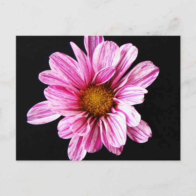 Carte Postale Chrysanthemum Fleur pcna (Devant)