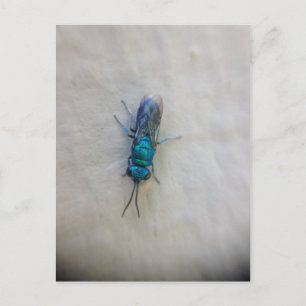 Carte Postale Chrysididae - guêpe à coucou
