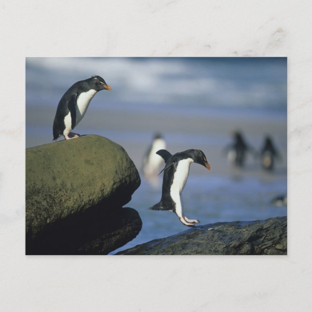 Carte Postale Chrysocome de pingouins, d'Eudyptes de (Devant)