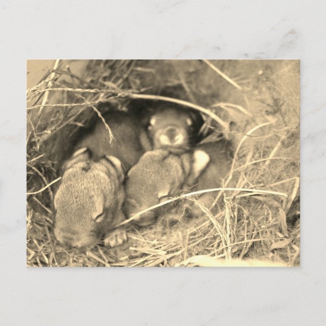 Carte Postale Chubby Bunny Challenge - (Devant)