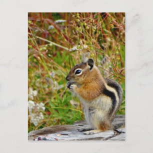 Carte Postale Chubby mignon chipmunk sur la souche de bois