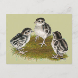Carte Postale Chukar Partridge Chicks