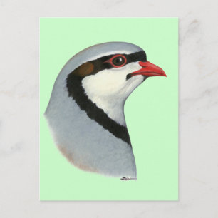Carte Postale Chukar :  Tête de perdrix