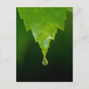 Carte Postale Chute de pluie