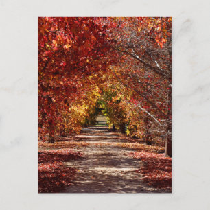 Carte Postale Chute d'or