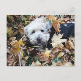 Carte Postale Chute en automne