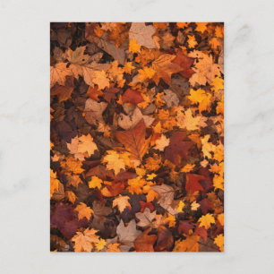Carte Postale chute-feuillage-111315 CHUTE AUTOMNE FEUILLES COUL