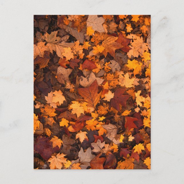 Carte Postale chute-feuillage-111315 CHUTE AUTOMNE FEUILLES COUL (Devant)