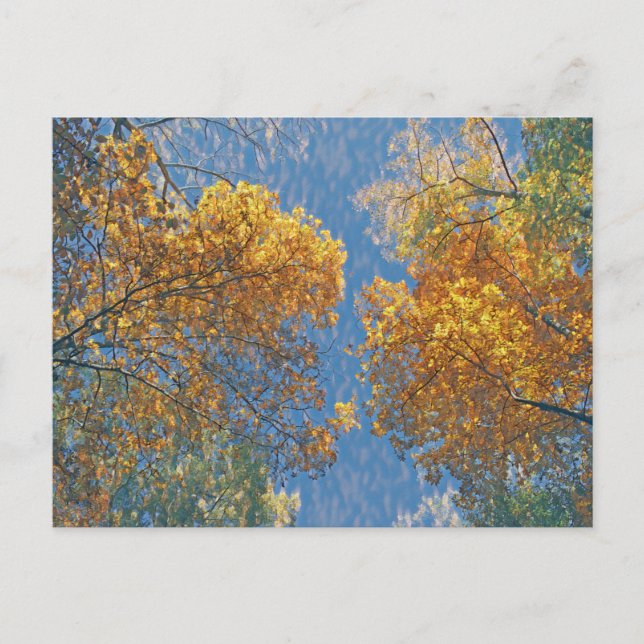 Carte Postale Chute pâle (Devant)