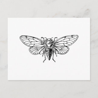 Carte Postale Cicada