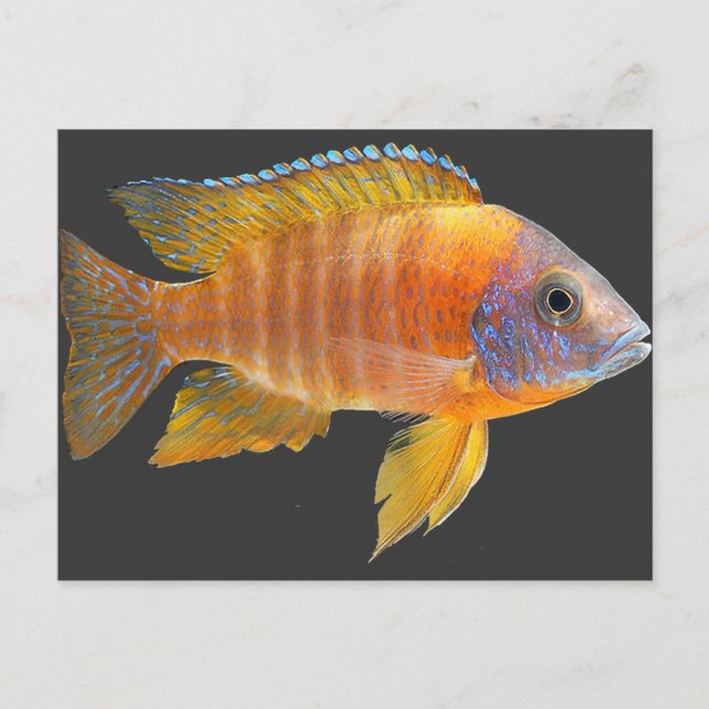 Carte Postale Cichlid de paon (Devant)