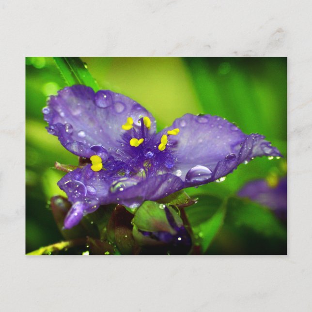 Carte Postale Ciel bleu (Devant)