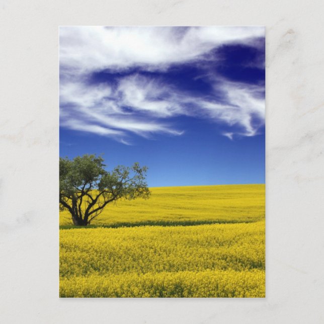 Carte Postale Ciel de Canola, Saskatchewan, Canada (Devant)