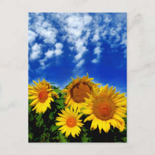 Carte Postale Ciel et fleur