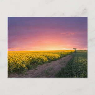 Carte Postale Ciel Rose La Nuit