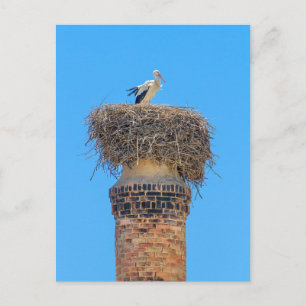 Carte Postale cigogne adulte dans le nid sur la cheminée.JPG