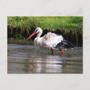 Carte Postale cigogne blanche dans l'eau