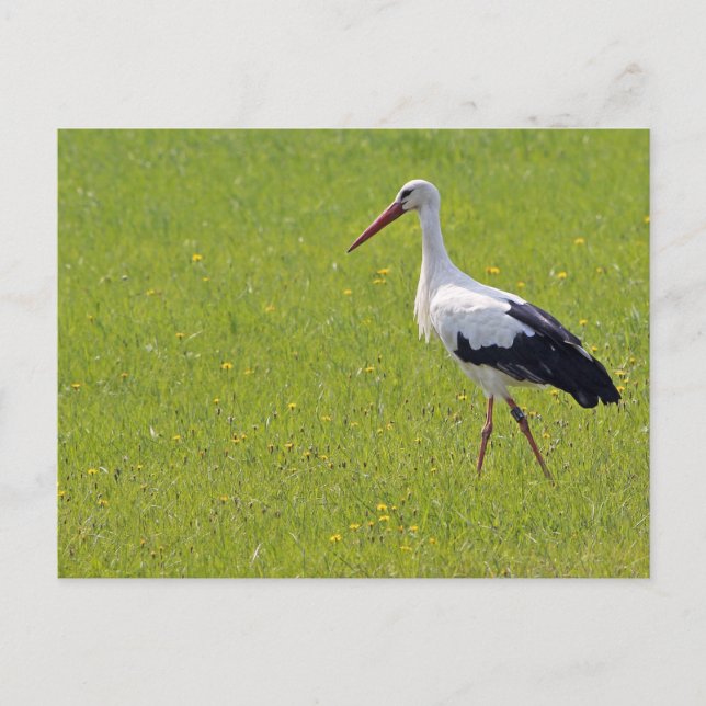 Carte Postale cigogne blanche sur une prairie (Devant)