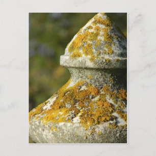 Carte Postale Cimetière couvert de Lichen Obelisk