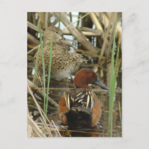 Carte postale Cinnamon Turquoise Pair
