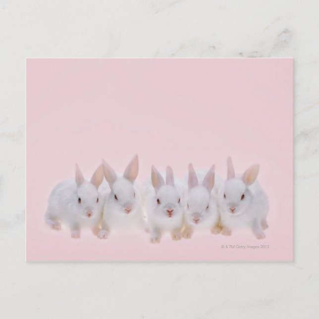 Carte Postale Cinq lapins 2 (Devant)
