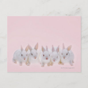 Carte Postale Cinq lapins 2