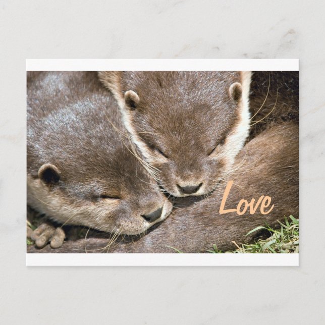 Carte Postale Citation d'amour - Otters (Devant)