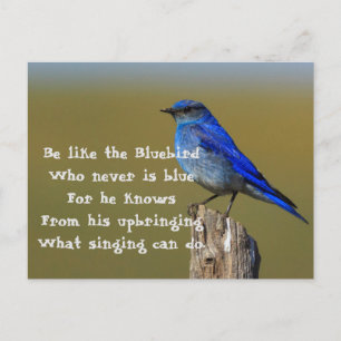Carte Postale Citation de Bluebird