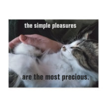 Citation de chaton mignon Simplicité personnalisab