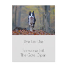 Citation de la positivité du chien