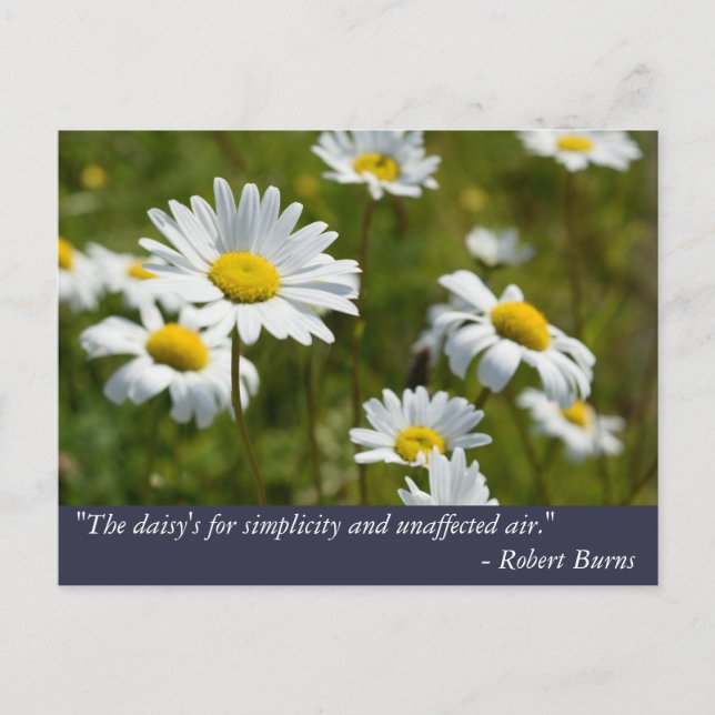 Carte Postale Citation de Robert Burns Daisy (Devant)