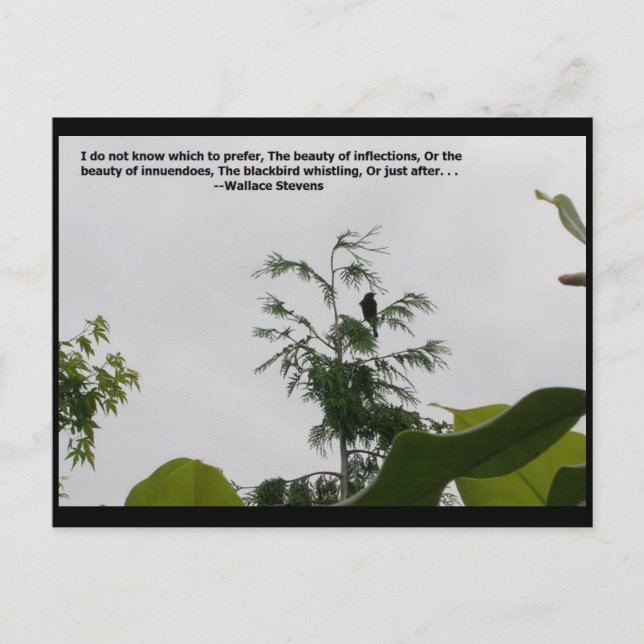 Carte Postale Citation de Wallace Stevens (Devant)