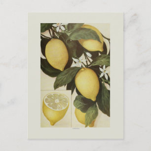 Carte Postale Citrons