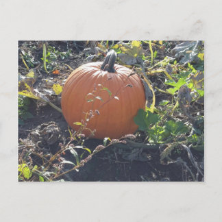 Carte Postale Citrouille