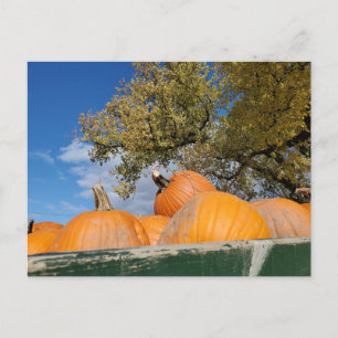 Carte Postale Citrouille