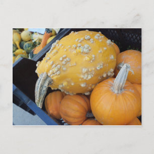 Carte Postale Citrouille averti
