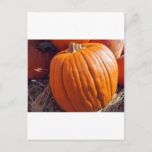 Carte Postale Citrouille orange