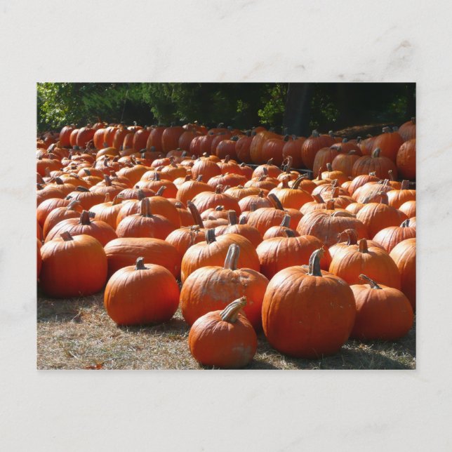 Carte Postale Citrouille Patch Automne Harvest Photographie (Devant)